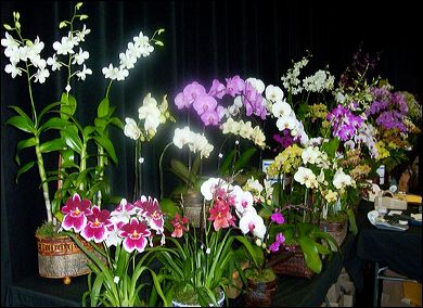 South Bay Orchid Society Show and Sale Picture Gallery