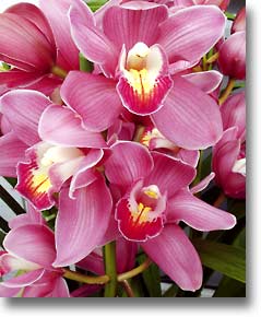 South Bay Orchid Society - Orchid Boutique Sale