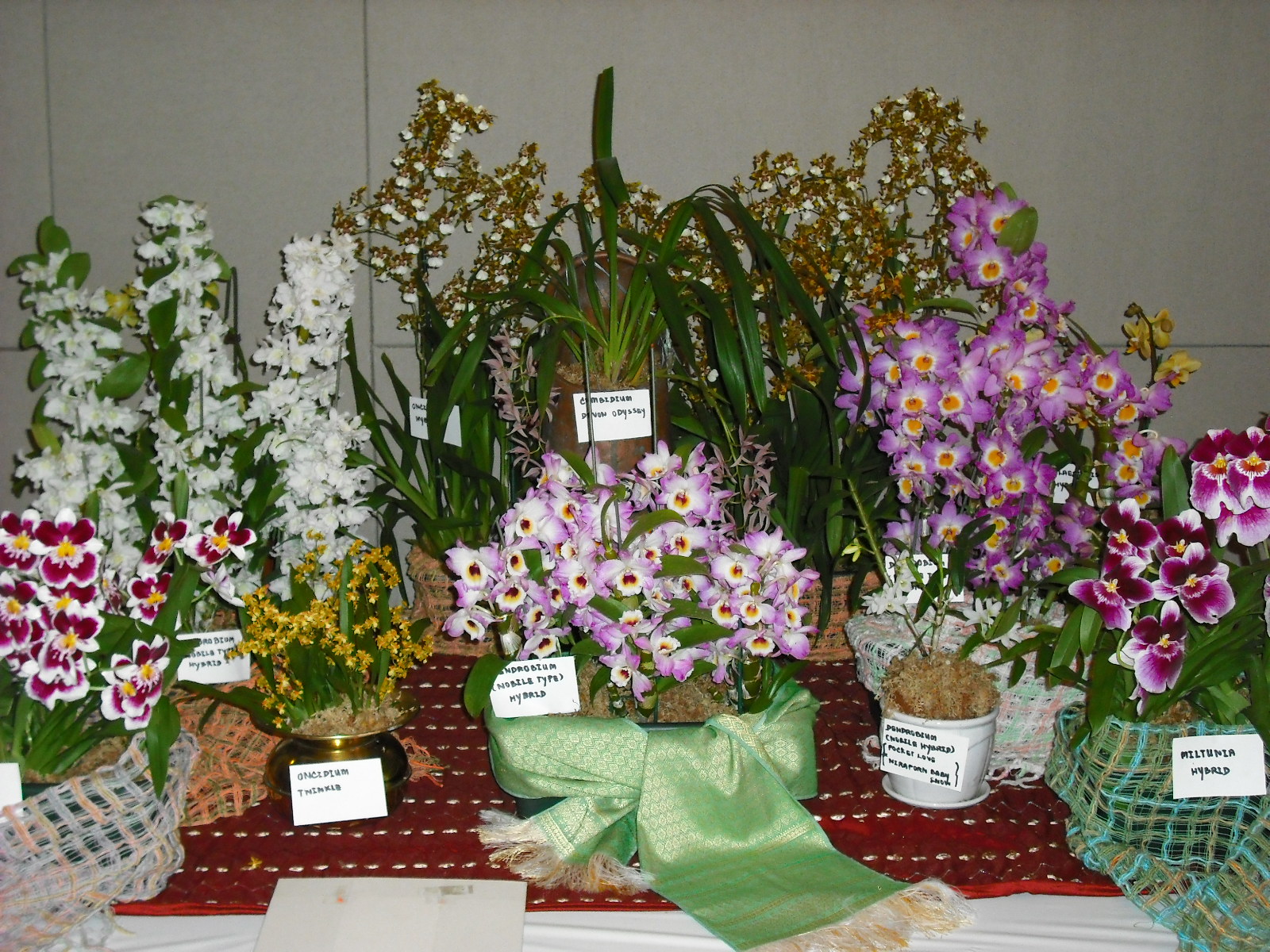 South Bay Orchid Society - Orchid Show Displays