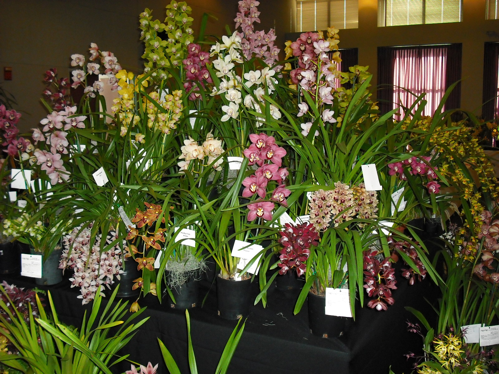 South Bay Orchid Society - Orchid Show Displays