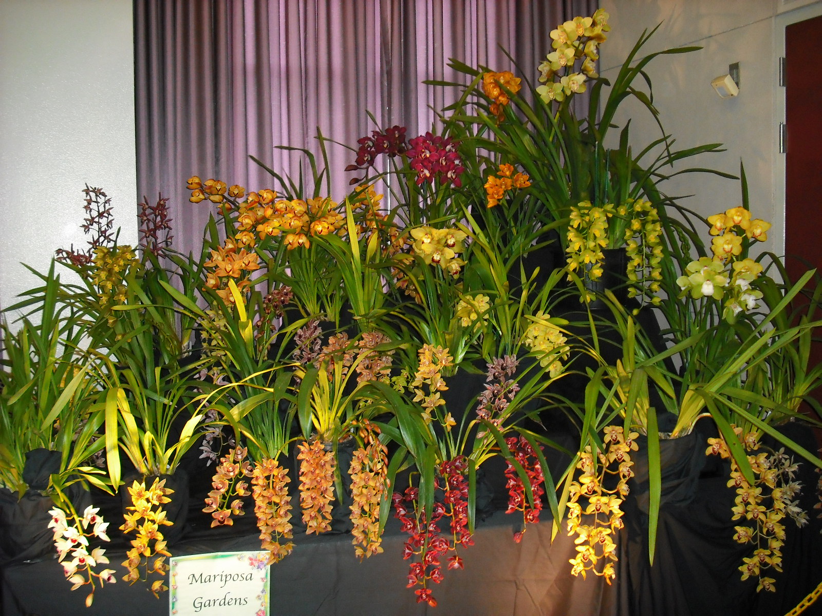 South Bay Orchid Society - Orchid Show Displays