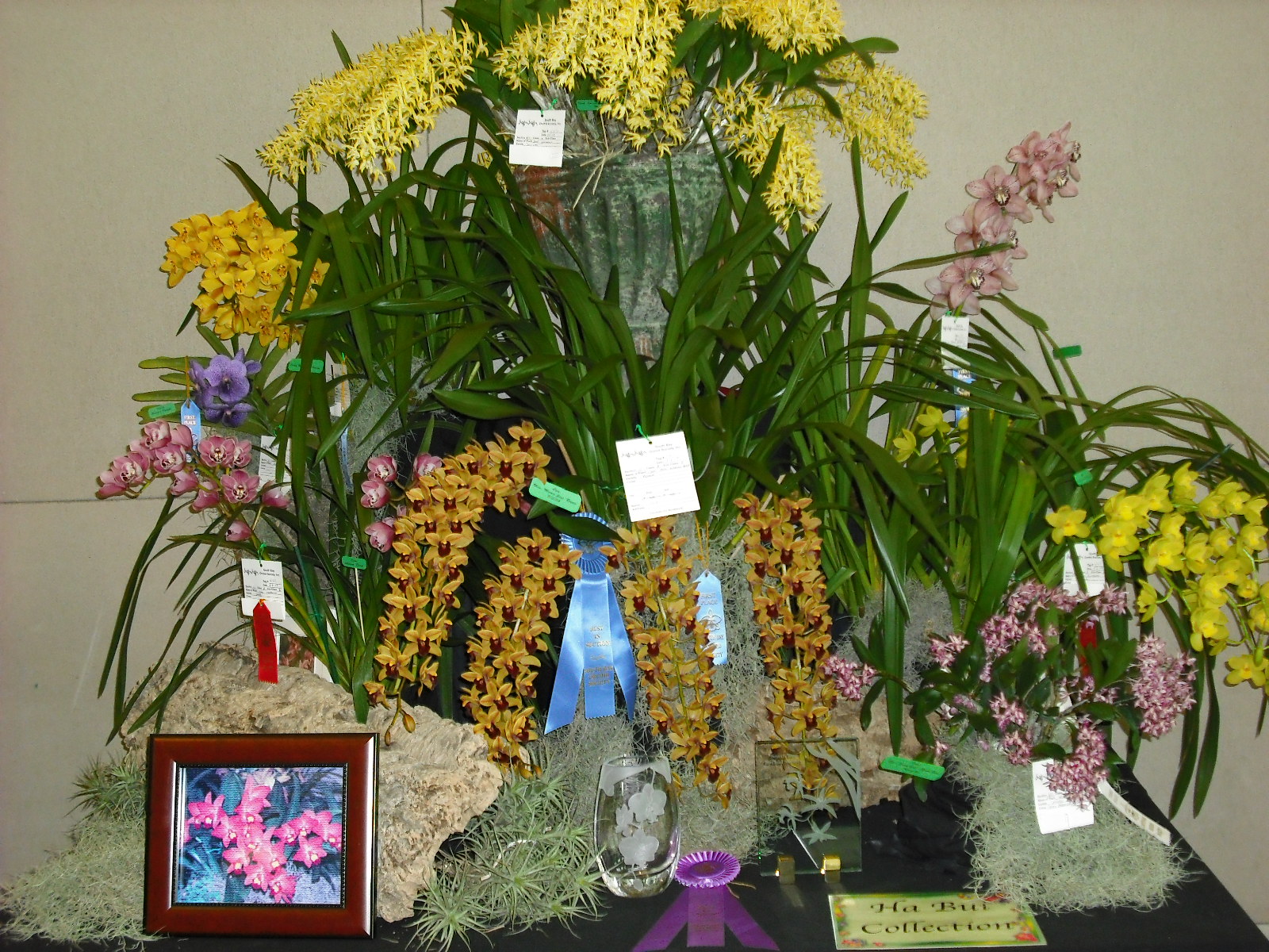 South Bay Orchid Society - Orchid Show Displays